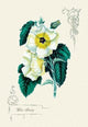 White Beauty - Canvas Poster 20" x 30"
