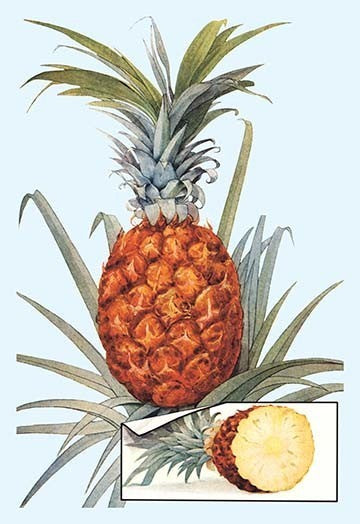 Pineapple- Fine Art Giclee Print 24" x 36"