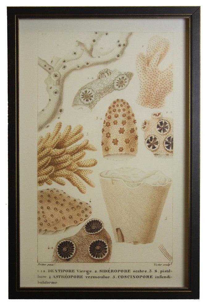 Sea Creature Print, Copper And Black Shadowbox
