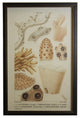 Sea Creature Print, Copper And Black Shadowbox