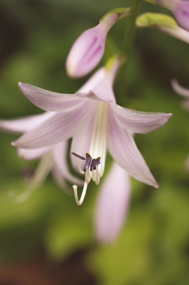 Softened Hosta Bloom Nature Photography, Floral Unframed Wall Art Print, 24" X 36"