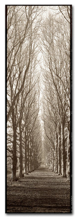 Alan Blaustein 'Hampton Gates Promenade' Canvas Art, 8x24