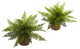15" Ruffle Fern Bush With Burlap Base, Set of 2