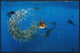 Atlantic Sailfish Group Hunting Round Sardinella, Isla Mujeres, Mexico, 36"x24"