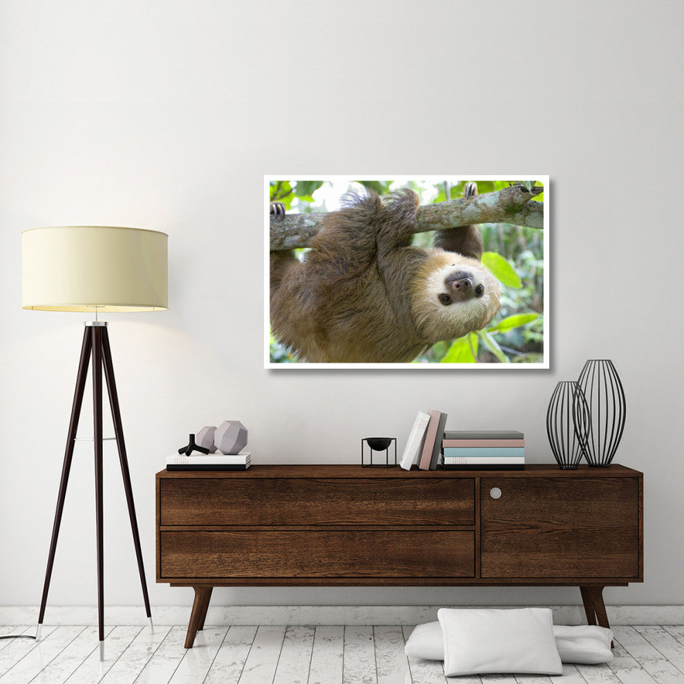 "Hoffmann's 2-toed Sloth orphan, Aviarios Sloth Sanctuary" Paper Art, 50"x34"