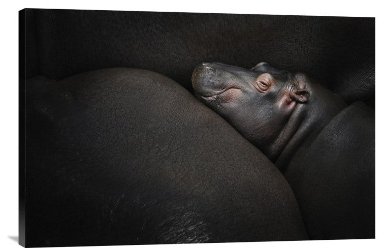 "Dreamin" Stretched Canvas Giclee by Zdenek Vales, 30"x20"