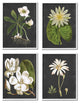 Vintage White Florals over Distressed Grey Lotus Daisies,4pc, each 11 x 14