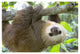 "Hoffmann's 2-toed Sloth orphan, Aviarios Sloth Sanctuary" Paper Art, 50"x34"