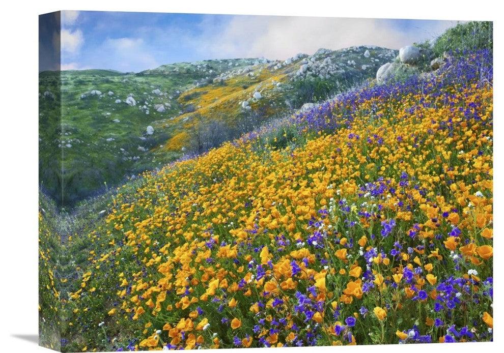 "California Poppy-Desert Bluebell, Santa Ana Mountains, California" Artwork