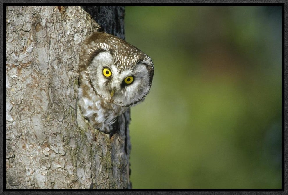 "Boreal Owl peaking through hole in tree, Sweden"  by Konrad Wothe, 19x13"