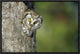 "Boreal Owl peaking through hole in tree, Sweden"  by Konrad Wothe, 19x13"