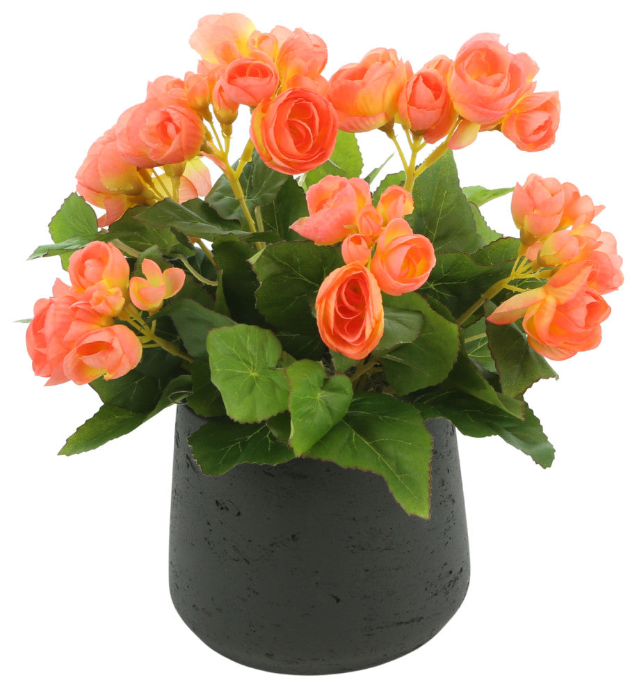 Peach begonia