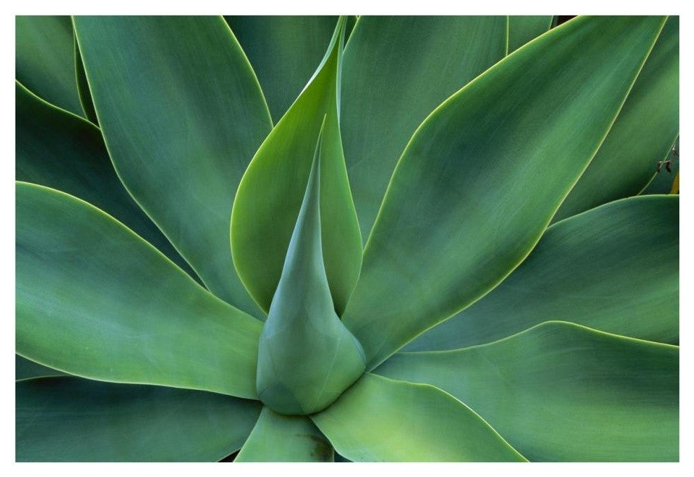 "Fox Tail Agave leaves, succulent, mountains of Mexico" Paper Art, 38"x26"