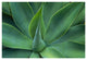 "Fox Tail Agave leaves, succulent, mountains of Mexico" Paper Art, 38"x26"