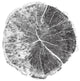 "Woodland Years I with Silver Foil" Paper Print by Sue Schlabach, 26"x26"