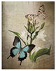 "Butterfly Botanical II" Digital Paper Print by Debra Van Swearingen, 22"x26"