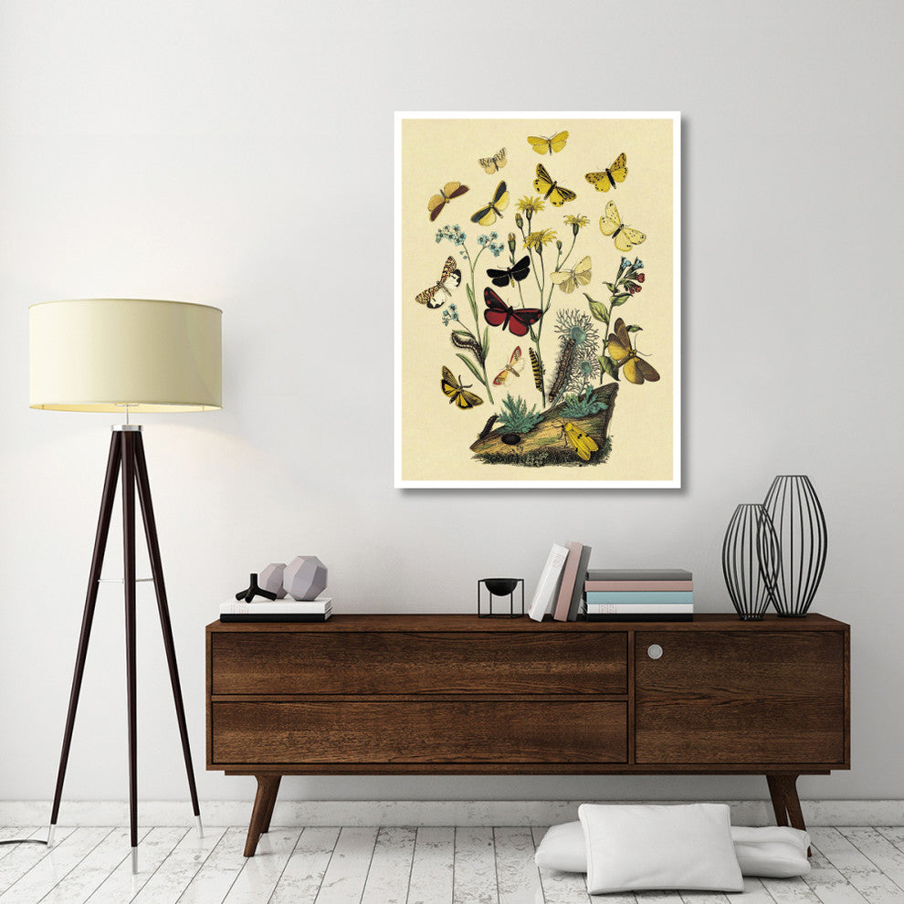 "Moths: C. Miniata, S. Aurita, et al." Paper Print by W. F. Kirby, 38"x50"