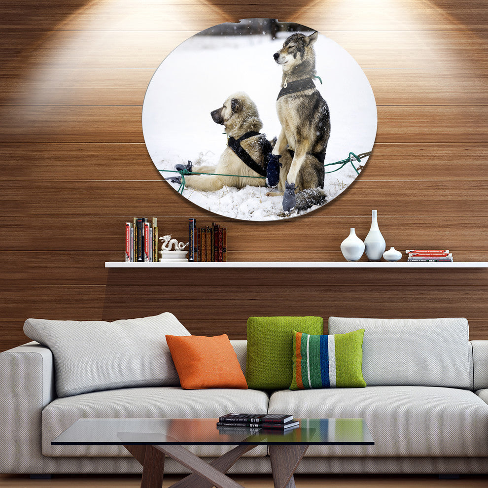Sled Dogs Relaxing, Animal Large Disc Metal Wall Art, 23"