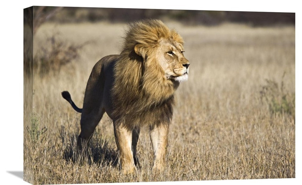 "African Lion Male, Khutse Game Reserve, Botswana" Artwork, 24" x 16"