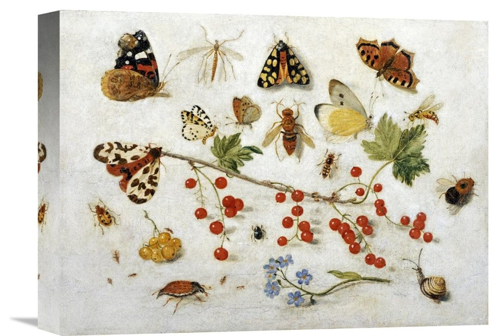"Butterflies, Moths and Other Insects" Canvas Giclee by Jan Van Kessel, 16"x12"