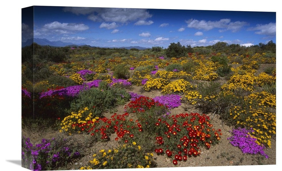 "Dewflowers And Other Blooms, Little Karoo, South Africa" Artwork, 18" x 12"