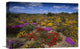 "Dewflowers And Other Blooms, Little Karoo, South Africa" Artwork, 18" x 12"