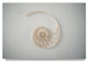 "White Broken Shell" by Lightboxjournal, Canvas Art, 30"x47"