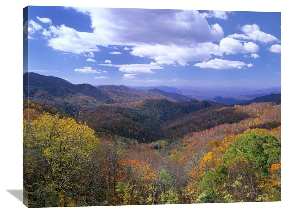 "Deciduous Forest, Blue Ridge Parkway, North Carolina" Artwork