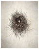 "Nest I" Digital Paper Print by Debra Van Swearingen, 22"x26"