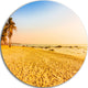 Coconut Palm Trees On Beach, Landscape Photo Disc Metal Artwork, 11"