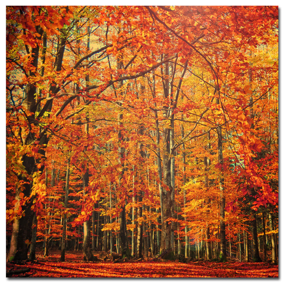 'Red November' Canvas Art by Philippe Sainte-Laudy