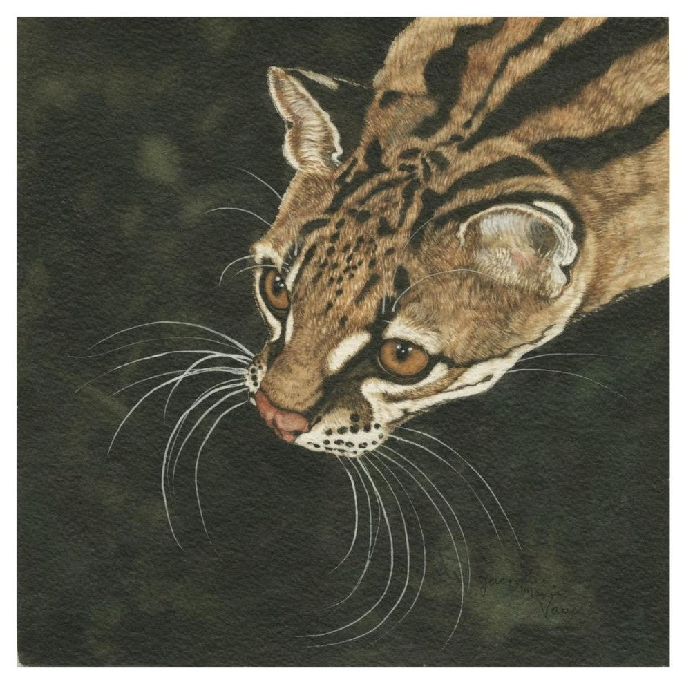 "The Margay" Digital Paper Print by Jacquie Vaux, 26"x26"