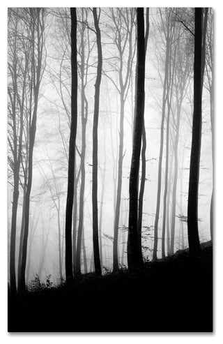 'Black Lines' Canvas Art by Philippe Sainte-Laudy