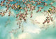 Sakura Wall Mural