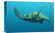 "Green Sea Turtle Swimming, Galapagos Islands, Ecuador" Artwork, 18" x 12"