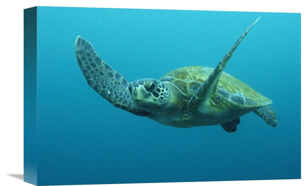 "Green Sea Turtle Swimming, Galapagos Islands, Ecuador" Artwork, 18" x 12"
