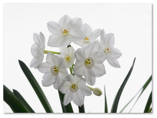 'Paper White Bouquet' Canvas Art by Kurt Shaffer