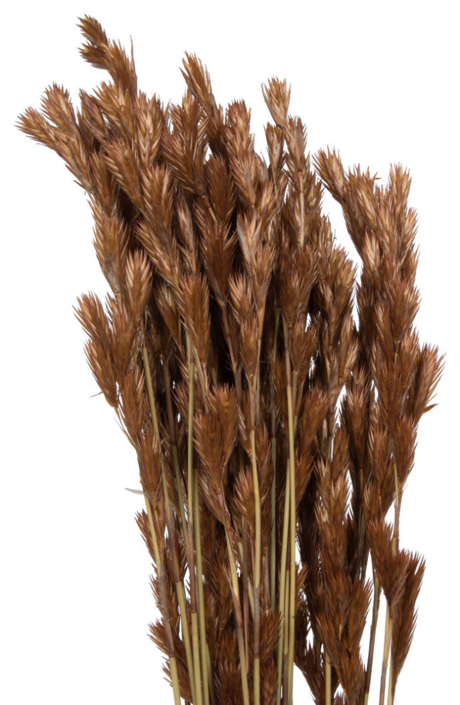 Close-up of brown reed clusters on white background