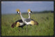 Grey Crowned Crane Couple Courting, Masai Mara National Reserve, Kenya, 18"x12"