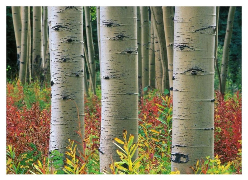 "Aspen trunks, Colorado" Digital Paper Print by Tim Fitzharris, 32"x23"