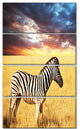 Solitary Zebra in African Grassland, African Canvas Print, 28"x48", 4 Panels