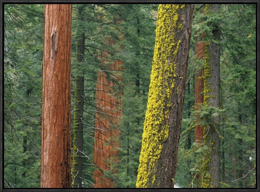 Giant Sequoia Trees In Grant Grove, Sequoia National Park, California, 24"x18"