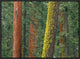 Giant Sequoia Trees In Grant Grove, Sequoia National Park, California, 24"x18"