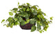 Pothos With Decorative Vase Silk Plant, Same As 6635