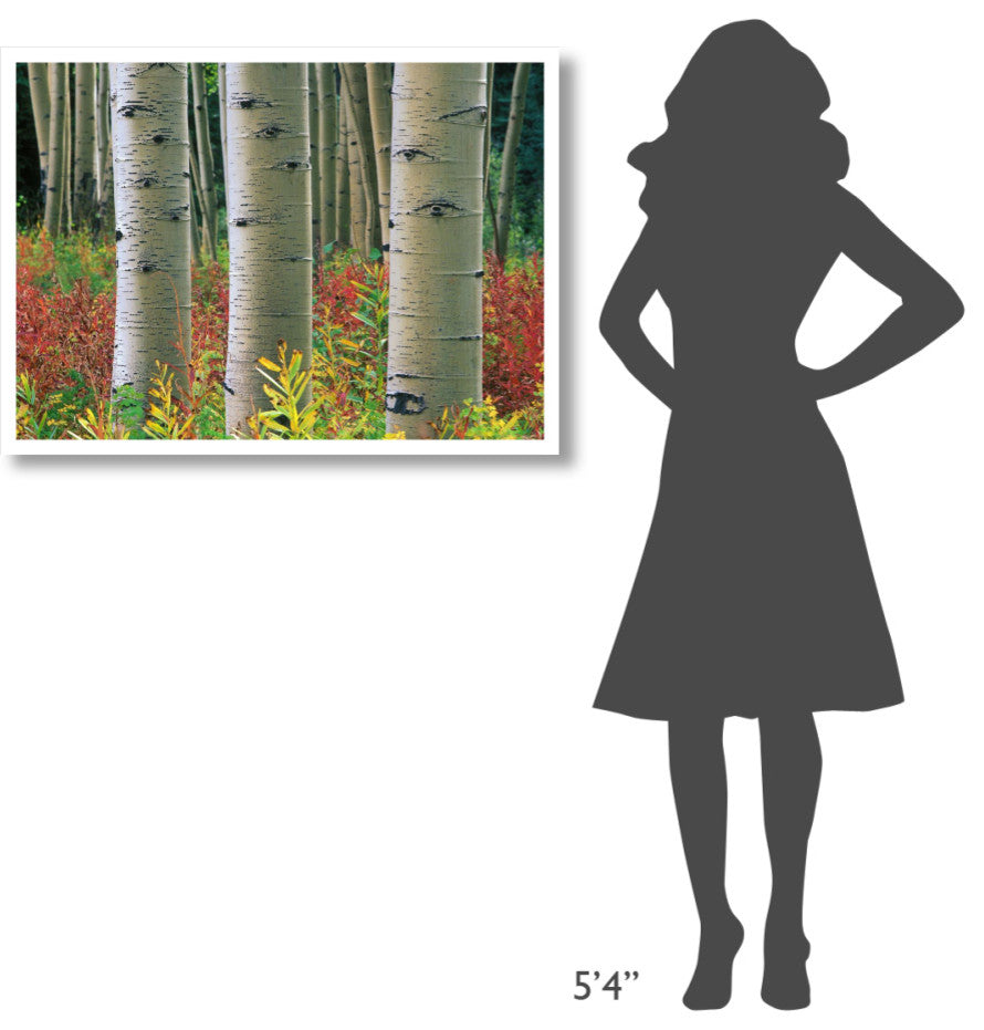 "Aspen trunks, Colorado" Digital Paper Print by Tim Fitzharris, 38"x28"