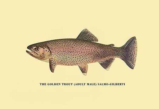 The Golden Trout - Framed Paper Poster 20" x 30"