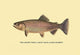 The Golden Trout - Framed Paper Poster 20" x 30"