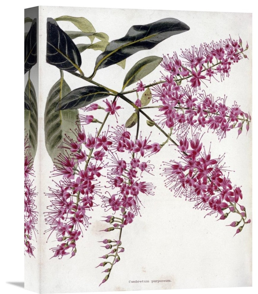"Combretum Purpureum" Stretched Canvas Giclee by Conrad Loddiges, 12"x16"