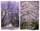 6' Tall Double Sided Lavender Road Canvas Room Divider