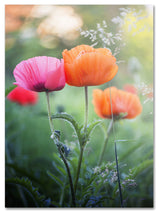 'Love Me Again' Canvas Art by Philippe Sainte-Laudy